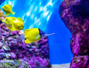 Longnose Butterfly Fish 