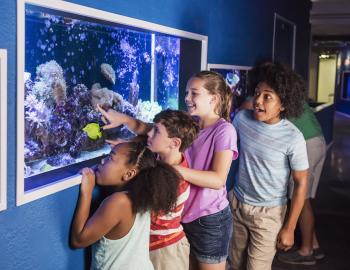 kids looking at fish in an aquarium 